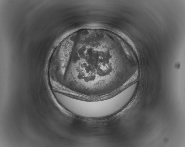 X0000099531429200806061421