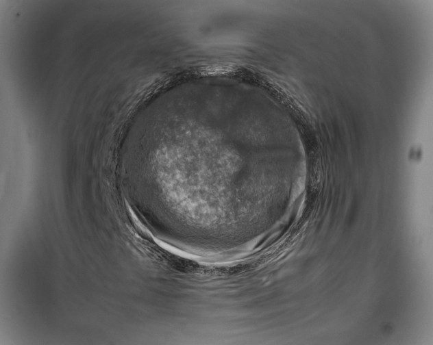 X0000099531441200806061420