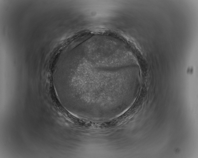 X0000099531445200806061420