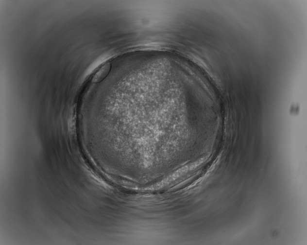 X0000099531450200806061420