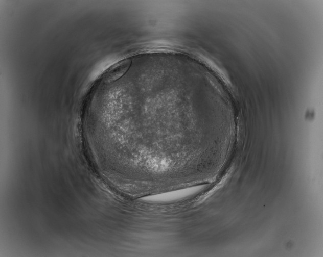 X0000099531453200806061420