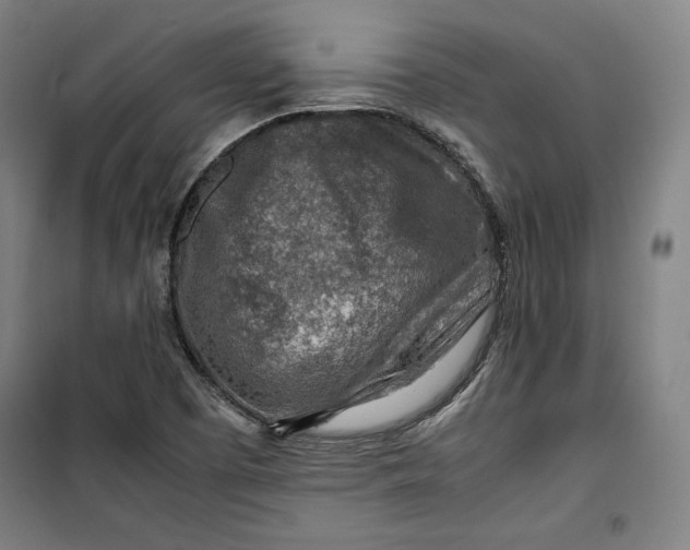 X0000099531457200806061420