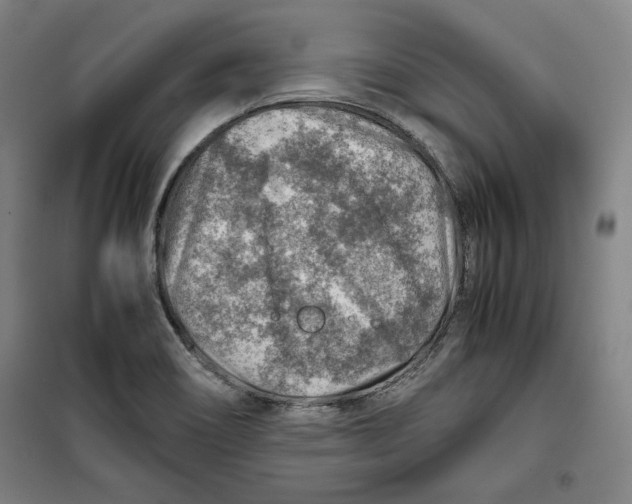 X0000099531466200806061420