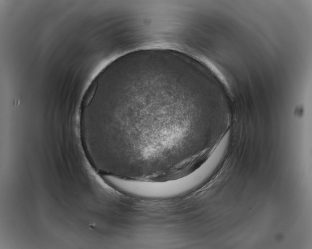 X0000099531468200806061420