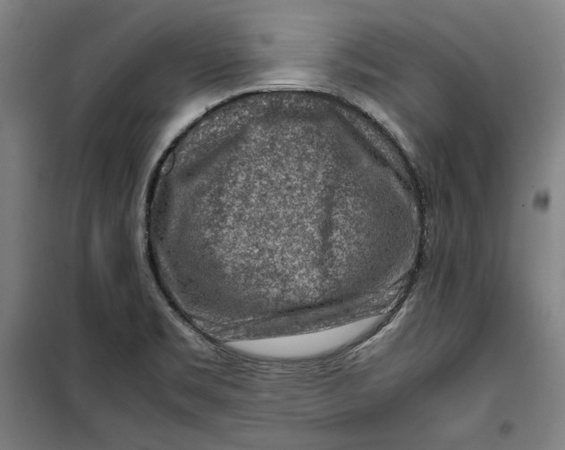 X0000099531469200806061420