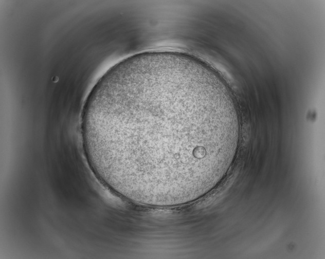 X0000099531470200806061420