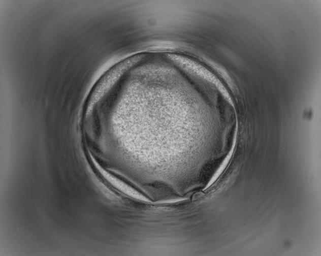 X0000099531475200806061420