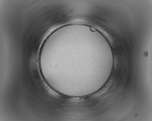 X0000099531478200806061420