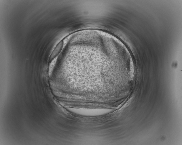 X0000099531481200806061420