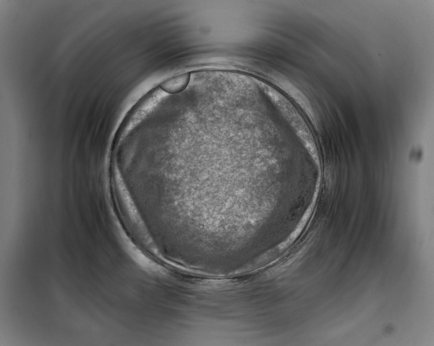 X0000099531482200806061420