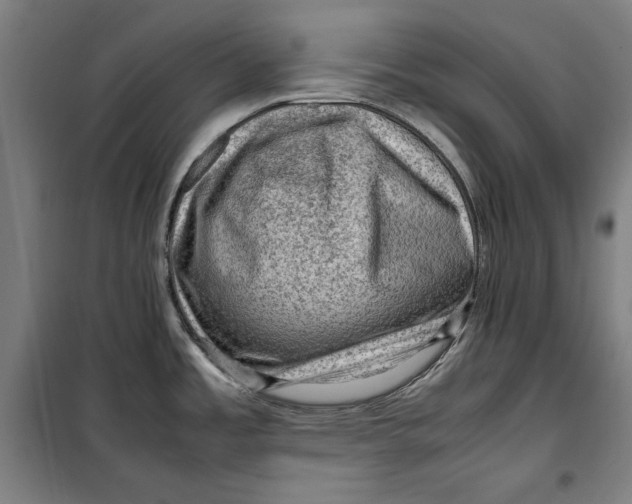 X0000099531485200806061420