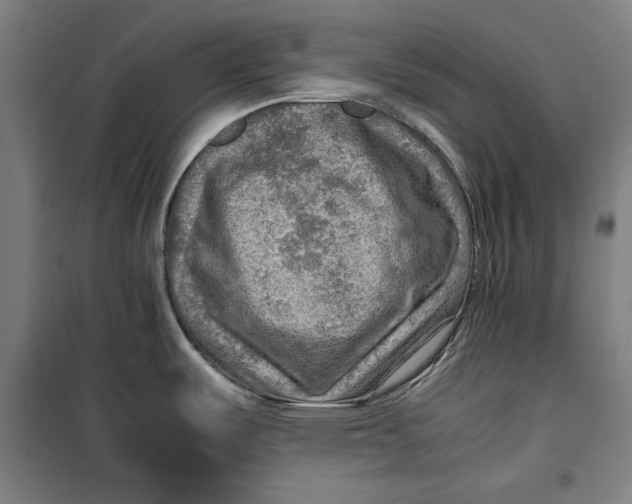 X0000099531487200806061420