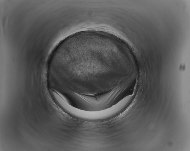 X0000099531506200806061419