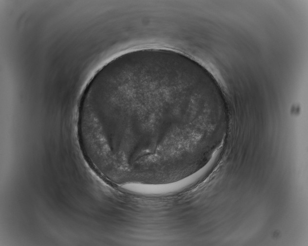 X0000099531508200806061419