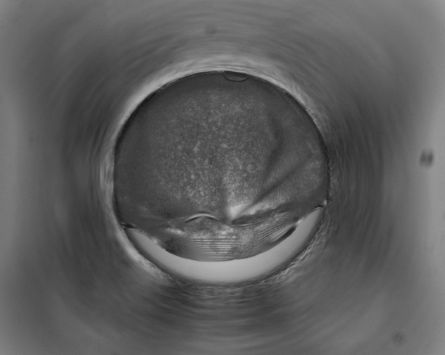 X0000099531515200806061419