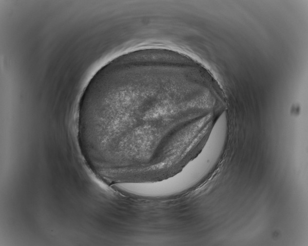 X0000099531519200806061420