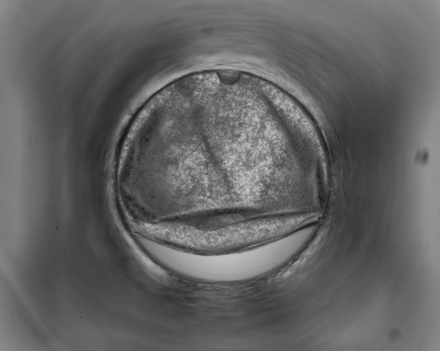 X0000099531525200806061420