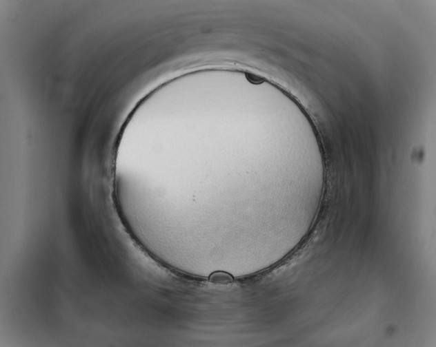 X0000099531526200806061420