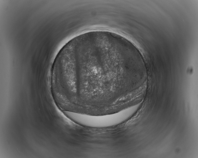 X0000099531527200806061420