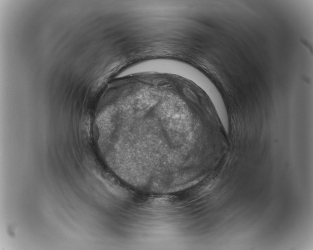 X0000099530072200806131136