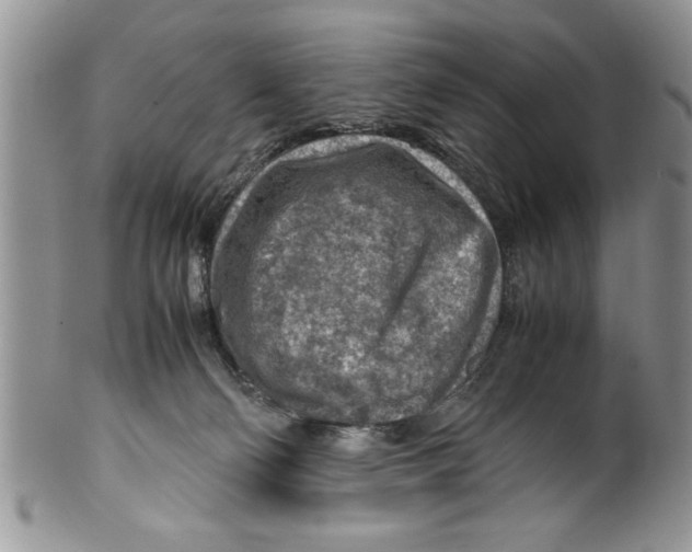 X0000099530130200806131135