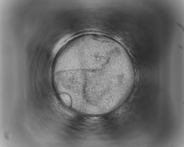 X0000099530151200806131135