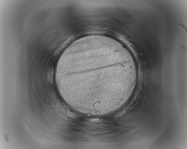 X0000099530153200806131135