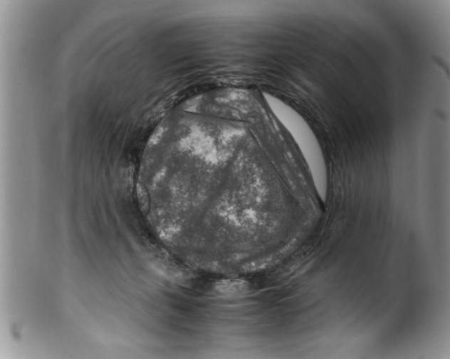 X0000099530271200806131134