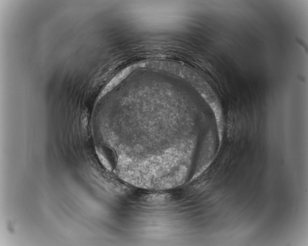 X0000099530314200806131133