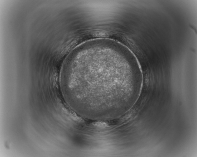 X0000099530322200806131133