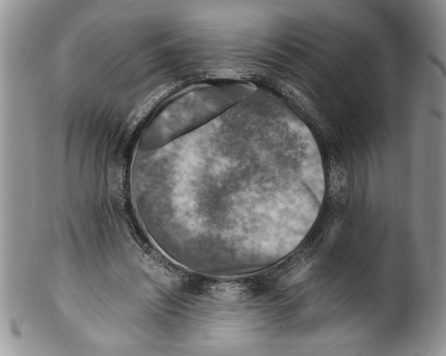 X0000099530444200806131131