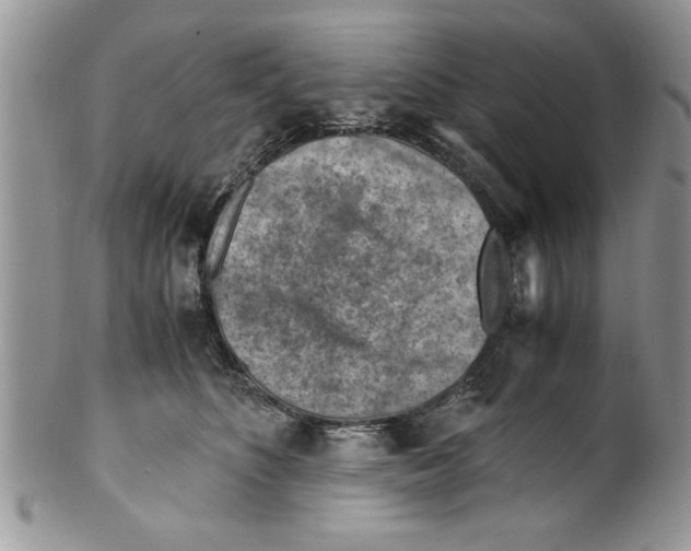 X0000099530516200806131130