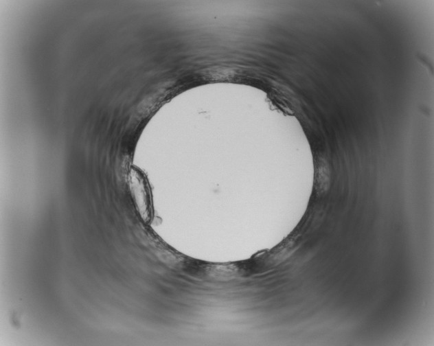 X0000099530525200806131130