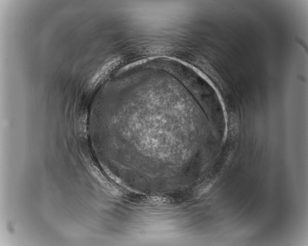 X0000099530585200806131129