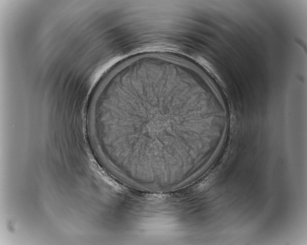 X0000099530854200806131126