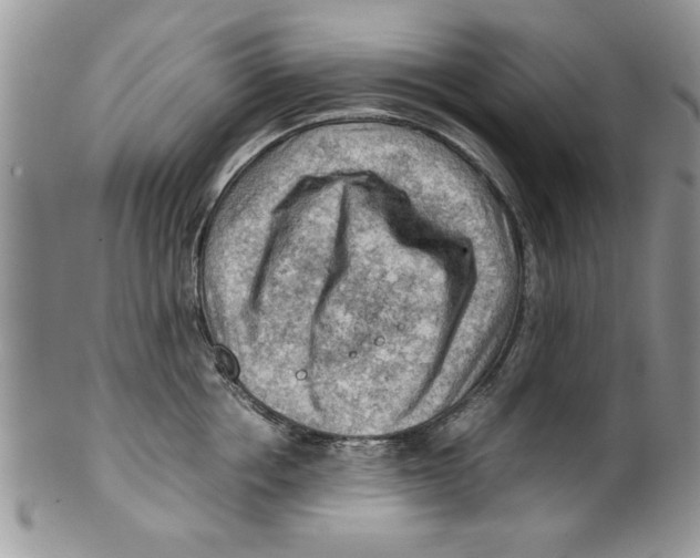 X0000099530858200806131126