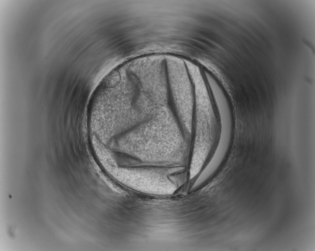 X0000099530894200806131125