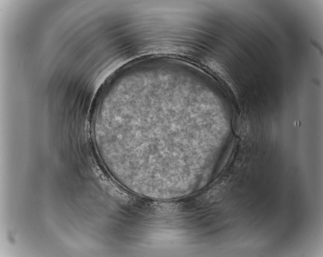 X0000099530928200806131124