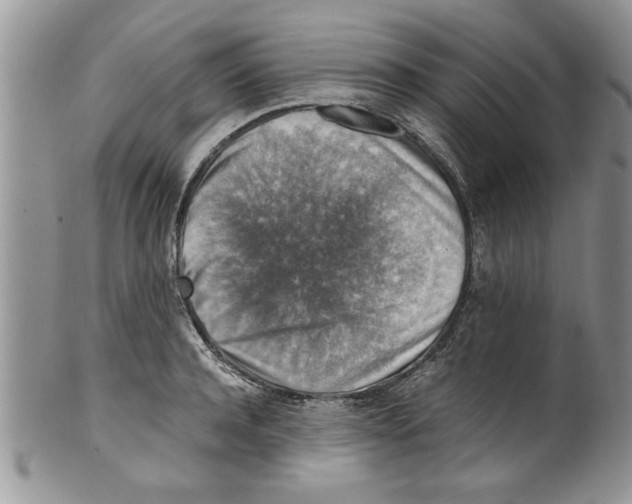 X0000099530944200806131124