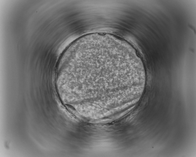 X0000099530952200806131124