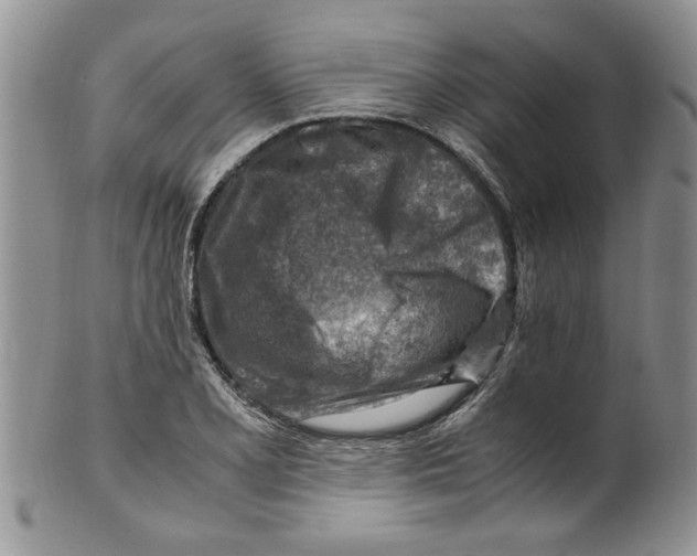 X0000099531077200806131122