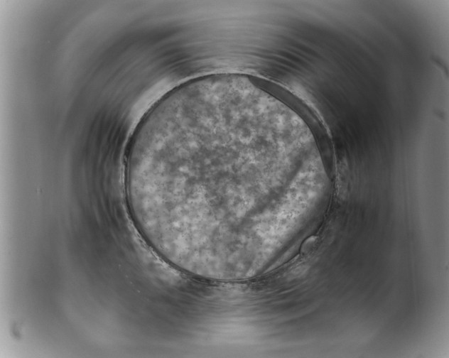 X0000099531096200806131122