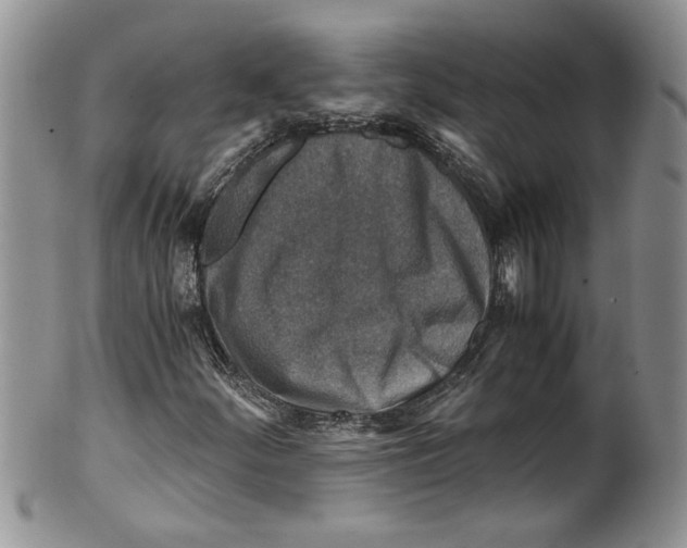 X0000099531252200806131120