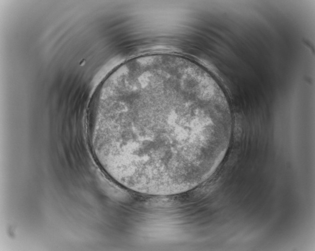 X0000099531474200806131117