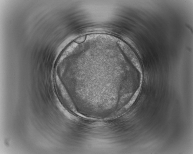 X0000099531482200806131116