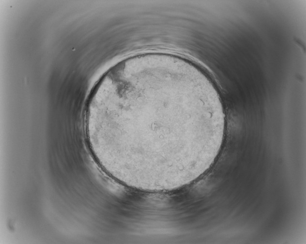 X0000099531514200806131116