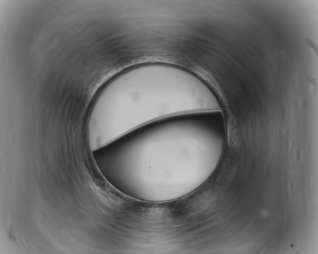 X0000099540204200805160756