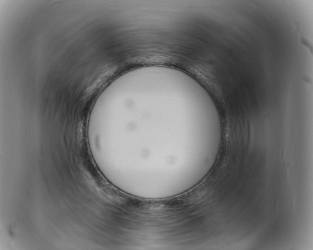 X0000099540206200805160756