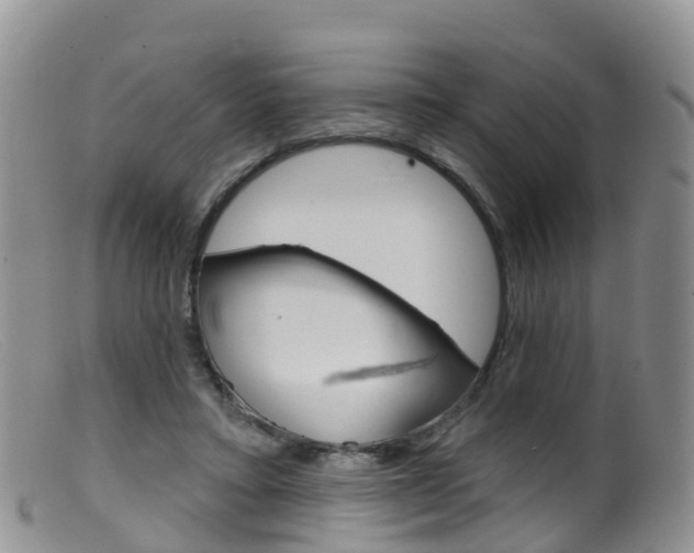 X0000099540403200805160754