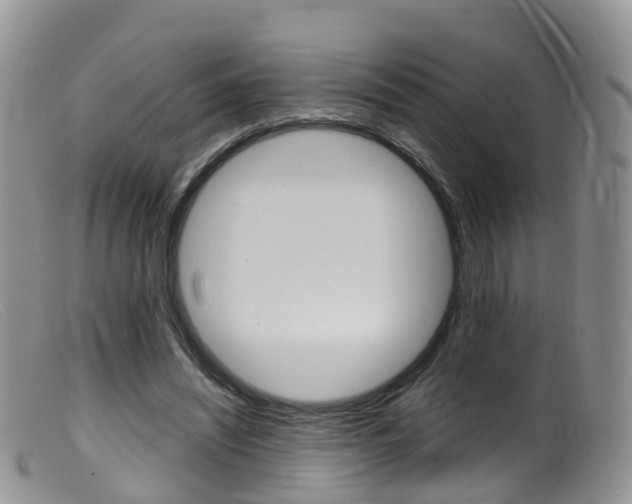 X0000099540444200805160752